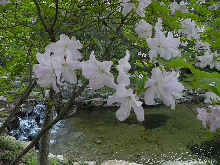 산철쭉