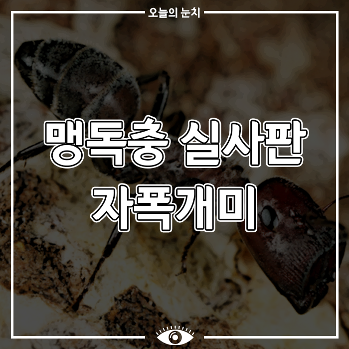 [일상생활 이슈] 맹독충 실사판 자폭개미